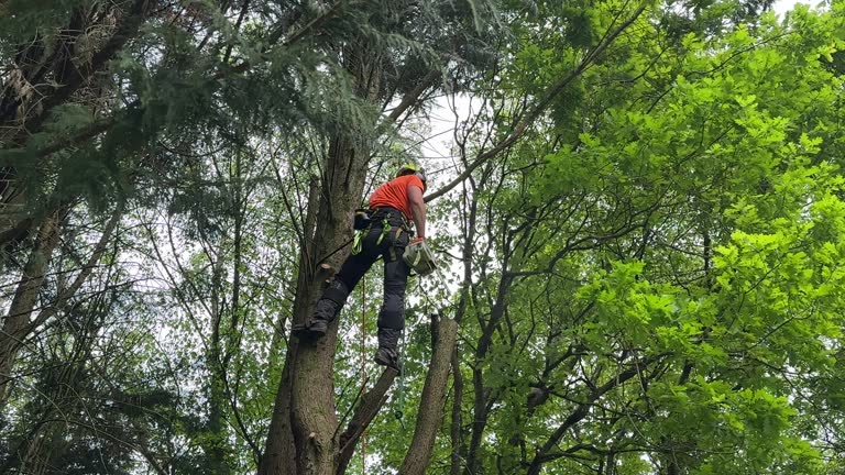 Best Lot and Land Clearing  in Amery, WI